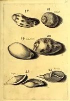 An illustration from Obseruationes circa viuentia, quæ in rebus non viuentibus reperiuntur : Cum micrographia curiosa siue Rerum minutissimarum obseruationibus, quæ ope microscopij recognitæ ad viuum exprimuntur : his accesserunt aliquot animalium testaceorum icones non antea in lucem editæ : omnia curiosorum naturæ exploratorum vtilitati & iucunditati expressa & oblata (1691)