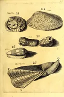 An illustration from Obseruationes circa viuentia, quæ in rebus non viuentibus reperiuntur : Cum micrographia curiosa siue Rerum minutissimarum obseruationibus, quæ ope microscopij recognitæ ad viuum exprimuntur : his accesserunt aliquot animalium testaceorum icones non antea in lucem editæ : omnia curiosorum naturæ exploratorum vtilitati & iucunditati expressa & oblata (1691)