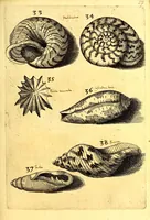 An illustration from Obseruationes circa viuentia, quæ in rebus non viuentibus reperiuntur : Cum micrographia curiosa siue Rerum minutissimarum obseruationibus, quæ ope microscopij recognitæ ad viuum exprimuntur : his accesserunt aliquot animalium testaceorum icones non antea in lucem editæ : omnia curiosorum naturæ exploratorum vtilitati & iucunditati expressa & oblata (1691)