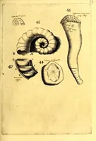 An illustration from Obseruationes circa viuentia, quæ in rebus non viuentibus reperiuntur : Cum micrographia curiosa siue Rerum minutissimarum obseruationibus, quæ ope microscopij recognitæ ad viuum exprimuntur : his accesserunt aliquot animalium testaceorum icones non antea in lucem editæ : omnia curiosorum naturæ exploratorum vtilitati & iucunditati expressa & oblata (1691)