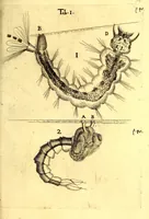 An illustration from Obseruationes circa viuentia, quæ in rebus non viuentibus reperiuntur : Cum micrographia curiosa siue Rerum minutissimarum obseruationibus, quæ ope microscopij recognitæ ad viuum exprimuntur : his accesserunt aliquot animalium testaceorum icones non antea in lucem editæ : omnia curiosorum naturæ exploratorum vtilitati & iucunditati expressa & oblata (1691)