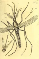 An illustration from Obseruationes circa viuentia, quæ in rebus non viuentibus reperiuntur : Cum micrographia curiosa siue Rerum minutissimarum obseruationibus, quæ ope microscopij recognitæ ad viuum exprimuntur : his accesserunt aliquot animalium testaceorum icones non antea in lucem editæ : omnia curiosorum naturæ exploratorum vtilitati & iucunditati expressa & oblata (1691)