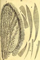An illustration from Obseruationes circa viuentia, quæ in rebus non viuentibus reperiuntur : Cum micrographia curiosa siue Rerum minutissimarum obseruationibus, quæ ope microscopij recognitæ ad viuum exprimuntur : his accesserunt aliquot animalium testaceorum icones non antea in lucem editæ : omnia curiosorum naturæ exploratorum vtilitati & iucunditati expressa & oblata (1691)