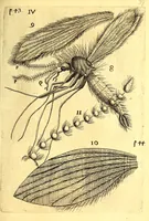 An illustration from Obseruationes circa viuentia, quæ in rebus non viuentibus reperiuntur : Cum micrographia curiosa siue Rerum minutissimarum obseruationibus, quæ ope microscopij recognitæ ad viuum exprimuntur : his accesserunt aliquot animalium testaceorum icones non antea in lucem editæ : omnia curiosorum naturæ exploratorum vtilitati & iucunditati expressa & oblata (1691)