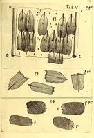 Picture 50 of 85 from Obseruationes circa viuentia, quæ in rebus non viuentibus reperiuntur : Cum micrographia curiosa siue Rerum minutissimarum obseruationibus, quæ ope microscopij recognitæ ad viuum exprimuntur : his accesserunt aliquot animalium testaceorum icones non antea in lucem editæ : omnia curiosorum naturæ exploratorum vtilitati & iucunditati expressa & oblata (1691), leaf 554