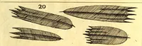 Picture 52 of 85 from Obseruationes circa viuentia, quæ in rebus non viuentibus reperiuntur : Cum micrographia curiosa siue Rerum minutissimarum obseruationibus, quæ ope microscopij recognitæ ad viuum exprimuntur : his accesserunt aliquot animalium testaceorum icones non antea in lucem editæ : omnia curiosorum naturæ exploratorum vtilitati & iucunditati expressa & oblata (1691), leaf 558