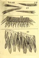 An illustration from Obseruationes circa viuentia, quæ in rebus non viuentibus reperiuntur : Cum micrographia curiosa siue Rerum minutissimarum obseruationibus, quæ ope microscopij recognitæ ad viuum exprimuntur : his accesserunt aliquot animalium testaceorum icones non antea in lucem editæ : omnia curiosorum naturæ exploratorum vtilitati & iucunditati expressa & oblata (1691)