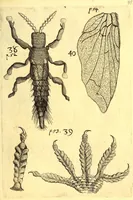 An illustration from Obseruationes circa viuentia, quæ in rebus non viuentibus reperiuntur : Cum micrographia curiosa siue Rerum minutissimarum obseruationibus, quæ ope microscopij recognitæ ad viuum exprimuntur : his accesserunt aliquot animalium testaceorum icones non antea in lucem editæ : omnia curiosorum naturæ exploratorum vtilitati & iucunditati expressa & oblata (1691)