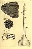 An illustration from Obseruationes circa viuentia, quæ in rebus non viuentibus reperiuntur : Cum micrographia curiosa siue Rerum minutissimarum obseruationibus, quæ ope microscopij recognitæ ad viuum exprimuntur : his accesserunt aliquot animalium testaceorum icones non antea in lucem editæ : omnia curiosorum naturæ exploratorum vtilitati & iucunditati expressa & oblata (1691)