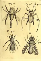 An illustration from Obseruationes circa viuentia, quæ in rebus non viuentibus reperiuntur : Cum micrographia curiosa siue Rerum minutissimarum obseruationibus, quæ ope microscopij recognitæ ad viuum exprimuntur : his accesserunt aliquot animalium testaceorum icones non antea in lucem editæ : omnia curiosorum naturæ exploratorum vtilitati & iucunditati expressa & oblata (1691)