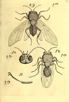 An illustration from Obseruationes circa viuentia, quæ in rebus non viuentibus reperiuntur : Cum micrographia curiosa siue Rerum minutissimarum obseruationibus, quæ ope microscopij recognitæ ad viuum exprimuntur : his accesserunt aliquot animalium testaceorum icones non antea in lucem editæ : omnia curiosorum naturæ exploratorum vtilitati & iucunditati expressa & oblata (1691)