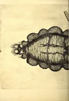 An illustration from Obseruationes circa viuentia, quæ in rebus non viuentibus reperiuntur : Cum micrographia curiosa siue Rerum minutissimarum obseruationibus, quæ ope microscopij recognitæ ad viuum exprimuntur : his accesserunt aliquot animalium testaceorum icones non antea in lucem editæ : omnia curiosorum naturæ exploratorum vtilitati & iucunditati expressa & oblata (1691)