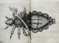 An illustration from Obseruationes circa viuentia, quæ in rebus non viuentibus reperiuntur : Cum micrographia curiosa siue Rerum minutissimarum obseruationibus, quæ ope microscopij recognitæ ad viuum exprimuntur : his accesserunt aliquot animalium testaceorum icones non antea in lucem editæ : omnia curiosorum naturæ exploratorum vtilitati & iucunditati expressa & oblata (1691)