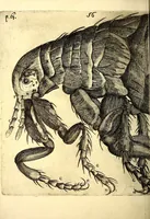 An illustration from Obseruationes circa viuentia, quæ in rebus non viuentibus reperiuntur : Cum micrographia curiosa siue Rerum minutissimarum obseruationibus, quæ ope microscopij recognitæ ad viuum exprimuntur : his accesserunt aliquot animalium testaceorum icones non antea in lucem editæ : omnia curiosorum naturæ exploratorum vtilitati & iucunditati expressa & oblata (1691)