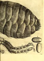 An illustration from Obseruationes circa viuentia, quæ in rebus non viuentibus reperiuntur : Cum micrographia curiosa siue Rerum minutissimarum obseruationibus, quæ ope microscopij recognitæ ad viuum exprimuntur : his accesserunt aliquot animalium testaceorum icones non antea in lucem editæ : omnia curiosorum naturæ exploratorum vtilitati & iucunditati expressa & oblata (1691)