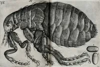 An illustration from Obseruationes circa viuentia, quæ in rebus non viuentibus reperiuntur : Cum micrographia curiosa siue Rerum minutissimarum obseruationibus, quæ ope microscopij recognitæ ad viuum exprimuntur : his accesserunt aliquot animalium testaceorum icones non antea in lucem editæ : omnia curiosorum naturæ exploratorum vtilitati & iucunditati expressa & oblata (1691)