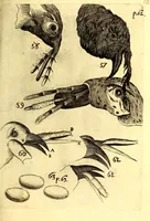 An illustration from Obseruationes circa viuentia, quæ in rebus non viuentibus reperiuntur : Cum micrographia curiosa siue Rerum minutissimarum obseruationibus, quæ ope microscopij recognitæ ad viuum exprimuntur : his accesserunt aliquot animalium testaceorum icones non antea in lucem editæ : omnia curiosorum naturæ exploratorum vtilitati & iucunditati expressa & oblata (1691)