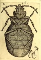 An illustration from Obseruationes circa viuentia, quæ in rebus non viuentibus reperiuntur : Cum micrographia curiosa siue Rerum minutissimarum obseruationibus, quæ ope microscopij recognitæ ad viuum exprimuntur : his accesserunt aliquot animalium testaceorum icones non antea in lucem editæ : omnia curiosorum naturæ exploratorum vtilitati & iucunditati expressa & oblata (1691)