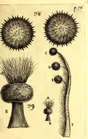 An illustration from Obseruationes circa viuentia, quæ in rebus non viuentibus reperiuntur : Cum micrographia curiosa siue Rerum minutissimarum obseruationibus, quæ ope microscopij recognitæ ad viuum exprimuntur : his accesserunt aliquot animalium testaceorum icones non antea in lucem editæ : omnia curiosorum naturæ exploratorum vtilitati & iucunditati expressa & oblata (1691)