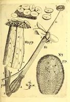An illustration from Obseruationes circa viuentia, quæ in rebus non viuentibus reperiuntur : Cum micrographia curiosa siue Rerum minutissimarum obseruationibus, quæ ope microscopij recognitæ ad viuum exprimuntur : his accesserunt aliquot animalium testaceorum icones non antea in lucem editæ : omnia curiosorum naturæ exploratorum vtilitati & iucunditati expressa & oblata (1691)