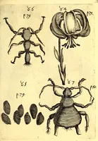 An illustration from Obseruationes circa viuentia, quæ in rebus non viuentibus reperiuntur : Cum micrographia curiosa siue Rerum minutissimarum obseruationibus, quæ ope microscopij recognitæ ad viuum exprimuntur : his accesserunt aliquot animalium testaceorum icones non antea in lucem editæ : omnia curiosorum naturæ exploratorum vtilitati & iucunditati expressa & oblata (1691)