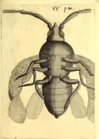 An illustration from Obseruationes circa viuentia, quæ in rebus non viuentibus reperiuntur : Cum micrographia curiosa siue Rerum minutissimarum obseruationibus, quæ ope microscopij recognitæ ad viuum exprimuntur : his accesserunt aliquot animalium testaceorum icones non antea in lucem editæ : omnia curiosorum naturæ exploratorum vtilitati & iucunditati expressa & oblata (1691)