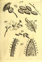 An illustration from Obseruationes circa viuentia, quæ in rebus non viuentibus reperiuntur : Cum micrographia curiosa siue Rerum minutissimarum obseruationibus, quæ ope microscopij recognitæ ad viuum exprimuntur : his accesserunt aliquot animalium testaceorum icones non antea in lucem editæ : omnia curiosorum naturæ exploratorum vtilitati & iucunditati expressa & oblata (1691)