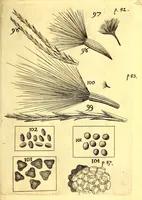 An illustration from Obseruationes circa viuentia, quæ in rebus non viuentibus reperiuntur : Cum micrographia curiosa siue Rerum minutissimarum obseruationibus, quæ ope microscopij recognitæ ad viuum exprimuntur : his accesserunt aliquot animalium testaceorum icones non antea in lucem editæ : omnia curiosorum naturæ exploratorum vtilitati & iucunditati expressa & oblata (1691)