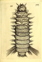 An illustration from Obseruationes circa viuentia, quæ in rebus non viuentibus reperiuntur : Cum micrographia curiosa siue Rerum minutissimarum obseruationibus, quæ ope microscopij recognitæ ad viuum exprimuntur : his accesserunt aliquot animalium testaceorum icones non antea in lucem editæ : omnia curiosorum naturæ exploratorum vtilitati & iucunditati expressa & oblata (1691)