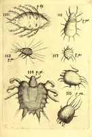 An illustration from Obseruationes circa viuentia, quæ in rebus non viuentibus reperiuntur : Cum micrographia curiosa siue Rerum minutissimarum obseruationibus, quæ ope microscopij recognitæ ad viuum exprimuntur : his accesserunt aliquot animalium testaceorum icones non antea in lucem editæ : omnia curiosorum naturæ exploratorum vtilitati & iucunditati expressa & oblata (1691)