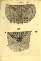 An illustration from Obseruationes circa viuentia, quæ in rebus non viuentibus reperiuntur : Cum micrographia curiosa siue Rerum minutissimarum obseruationibus, quæ ope microscopij recognitæ ad viuum exprimuntur : his accesserunt aliquot animalium testaceorum icones non antea in lucem editæ : omnia curiosorum naturæ exploratorum vtilitati & iucunditati expressa & oblata (1691)