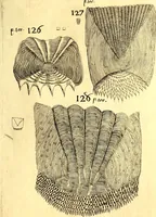An illustration from Obseruationes circa viuentia, quæ in rebus non viuentibus reperiuntur : Cum micrographia curiosa siue Rerum minutissimarum obseruationibus, quæ ope microscopij recognitæ ad viuum exprimuntur : his accesserunt aliquot animalium testaceorum icones non antea in lucem editæ : omnia curiosorum naturæ exploratorum vtilitati & iucunditati expressa & oblata (1691)