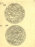 An illustration from Obseruationes circa viuentia, quæ in rebus non viuentibus reperiuntur : Cum micrographia curiosa siue Rerum minutissimarum obseruationibus, quæ ope microscopij recognitæ ad viuum exprimuntur : his accesserunt aliquot animalium testaceorum icones non antea in lucem editæ : omnia curiosorum naturæ exploratorum vtilitati & iucunditati expressa & oblata (1691)