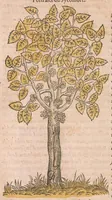 Picture 7 of 27 from Les obseruations de plusieurs singularitez et choses memorables : trouuées en Grece, Asie, Judée, Egypte, Arabie ... en trois livres (1554), leaf 242