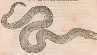 An illustration from Les obseruations de plusieurs singularitez et choses memorables : trouuées en Grece, Asie, Judée, Egypte, Arabie ... en trois livres (1554)