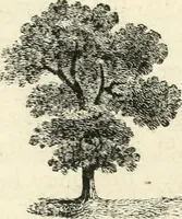 An illustration from Observations on the theory and practice of landscape gardening : including some remarks on Grecian and Gothic architecture, collected from various manuscripts, in the possession of the different noblemen and gentlemen, for whose use they were originally written : the whole tending to establish fixed principles in the respective arts (1805)
