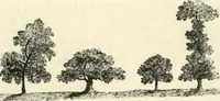 Picture 29 of 75 from Observations on the theory and practice of landscape gardening : including some remarks on Grecian and Gothic architecture, collected from various manuscripts, in the possession of the different noblemen and gentlemen, for whose use they were originally written : the whole tending to establish fixed principles in the respective arts (1805), leaf 100