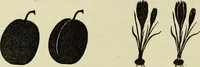 Picture 10 of 57 from Observations and suggestions on brushwork and colour study (1906), leaf 37