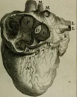 Picture 7 of 13 from Observations sur la maniere de tailler dans les deux sexes pour l'extraction de la pierre, pratiquée par Frere Jacques (1700), leaf 158