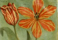 Picture 12 of 23 from Observations sur l'histoire naturelle, sur la physique et sur la peinture (1752), leaf 104