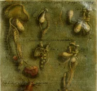 Picture 22 of 23 from Observations sur l'histoire naturelle, sur la physique et sur la peinture (1752), leaf 204