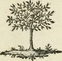 An illustration from Observations sur l'histoire naturelle, sur la physique et sur la peinture (1752)