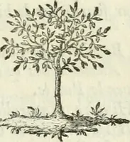 An illustration from Observations sur l'histoire naturelle, sur la physique et sur la peinture (1752)