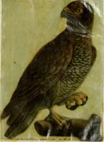 An illustration from Observations sur l'histoire naturelle, sur la physique et sur la peinture (1752)