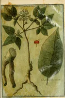 An illustration from Observations sur l'histoire naturelle, sur la physique et sur la peinture (1752)