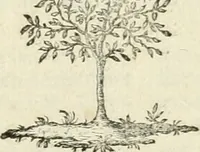 An illustration from Observations sur l'histoire naturelle, sur la physique et sur la peinture (1752)