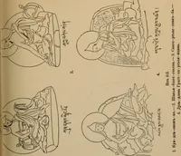 Picture 38 of 103 from Obzor sobraniia predmetov lamaskago kul'ta kn. .. Ukhtomskago (1905), leaf 186
