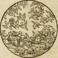 Picture 15 of 21 from Occvlta philosophia : von den verborgenen philosophischen Geheimnussen der heimlichen Goldblumen vnd lapidis philosophorum, was derselbige, vnd wie zu Erlangung dessen zu procediren, aussführlicher Bericht in einem philosophischen Gespräch verfasset : sampt der Schmaragd Taffel, Paraboln, symbolis, vnd 18. sonderbaren Figuren der hochberühmten Philosophen Hermetis Trismegisti vnd F. Basilii Valentini durch welche diese Kunst der philosophischen Goldblumen vollkomlich erkläret an Tag gegeben (1613), leaf 74
