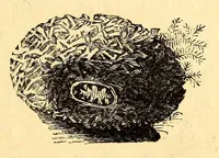 An illustration from Ocean gardens : the history of the marine aquarium, and the best methods now adopted for its establishment and preservation (1857)