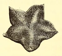 Picture 5 of 5 from Ocean gardens : the history of the marine aquarium, and the best methods now adopted for its establishment and preservation (1857), leaf 150